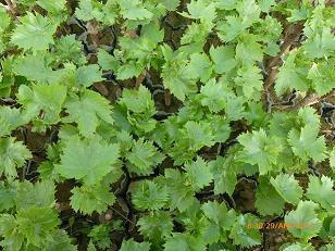 供應(yīng)維多利亞葡萄苗