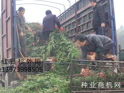 供應(yīng)紅豆杉沙藏陳種哪里最多