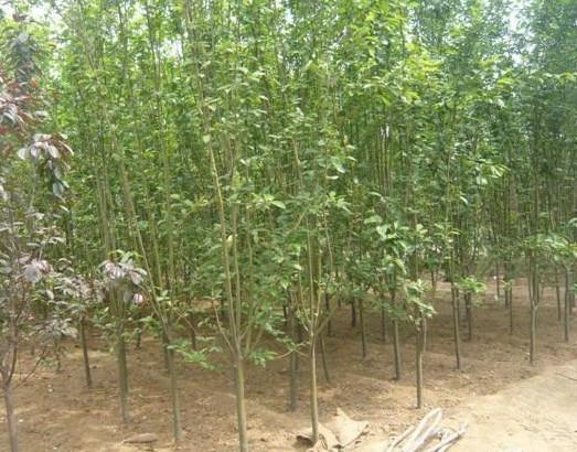 鄢陵哪里賣西府海棠圖片