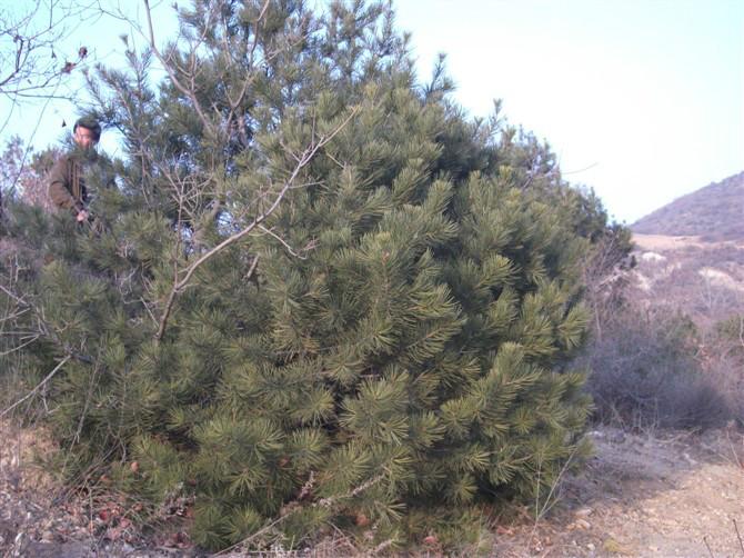 供應(yīng)白皮松種子批發(fā)