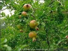 供應(yīng)山西定植側(cè)柏苗基地