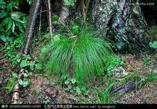 供應(yīng)烏拉草大酬賓，佳木斯烏拉草報價，產(chǎn)地直銷