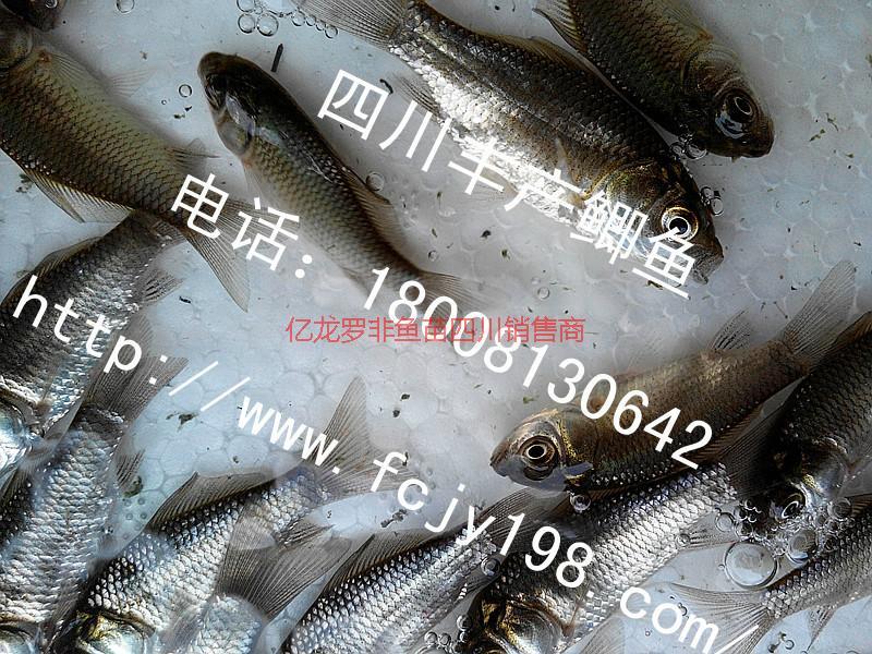 鯽魚圖片/鯽魚樣板圖 (3)