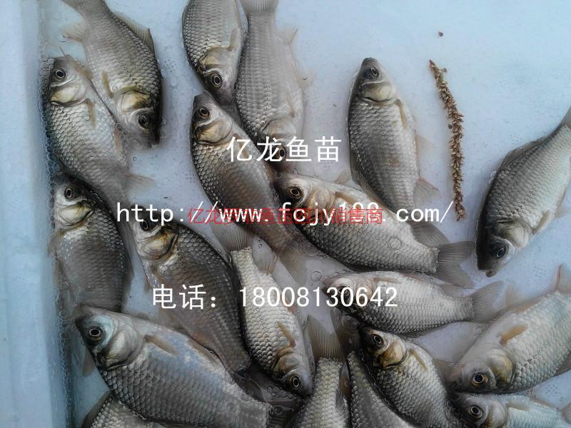 供應(yīng)豐產(chǎn)鯽魚苗成都銷售代理豐產(chǎn)鯽魚苗成都銷售代理）