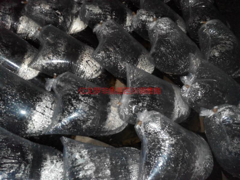 供應鯽魚鯉魚草魚羅非魚苗鯽魚鯉魚草魚羅非魚苗）