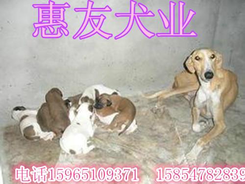 供应格力犬幼崽