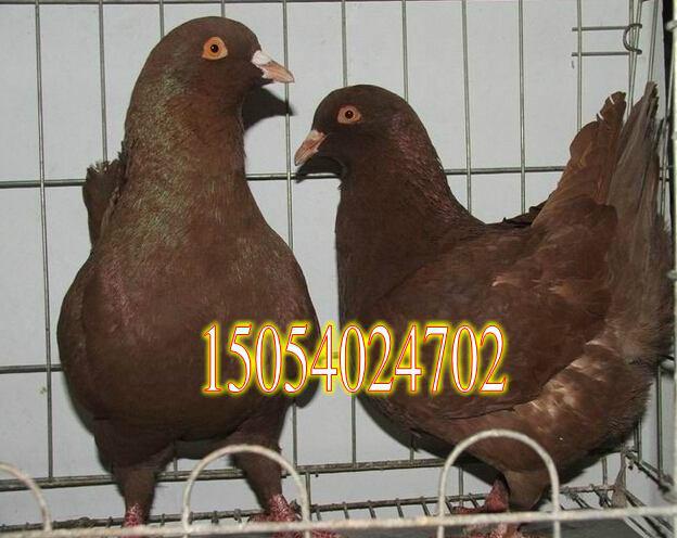 供應(yīng)上海觀賞鴿出售毛領(lǐng)鴿鳳尾鴿等品種