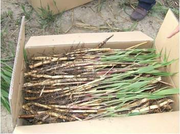 供應(yīng)河北白洋淀蘆葦苗蘆葦種植微山蘆葦