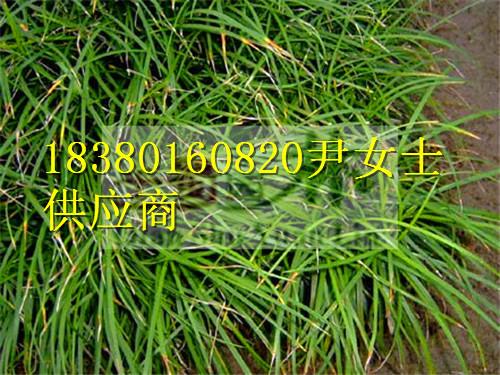 供應(yīng)麥冬-麥冬產(chǎn)地-四川麥冬苗圃基地-麥冬價(jià)格-麥冬基地