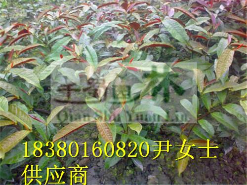 供應(yīng)灑金珊瑚，灑金珊瑚價(jià)格-灑金珊瑚苗圃基地-灑金珊瑚產(chǎn)地