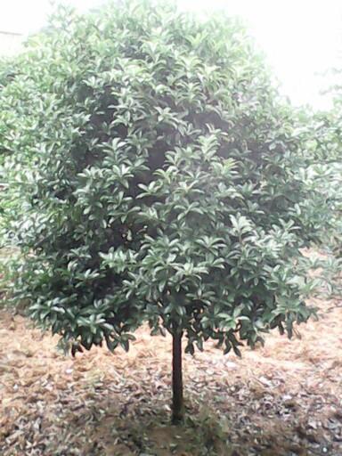 供應(yīng)重慶苗木批發(fā)基地出售桂花