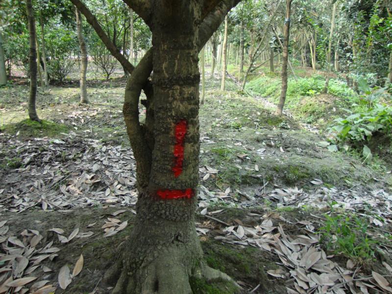 供應(yīng)黃葛樹綠化基地  黃葛樹基地
