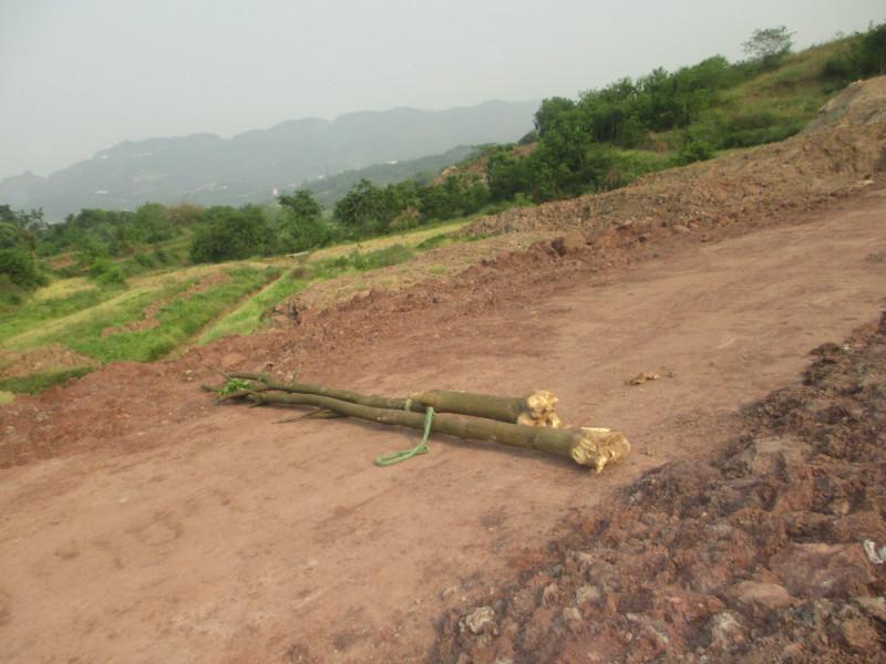 重慶花卉苗木基地低價(jià)出售刺桐圖片