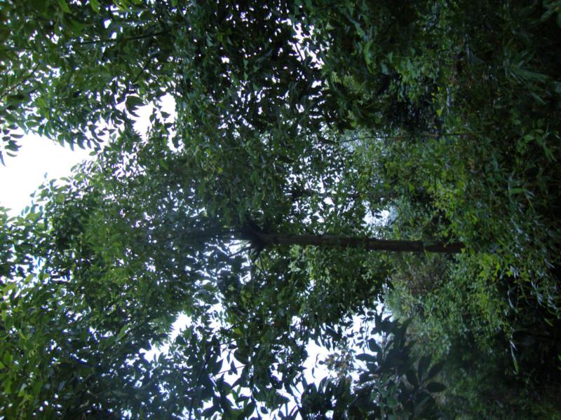 供應(yīng)重慶花卉苗木基地出售棕竹