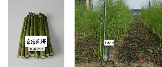 供應(yīng)阿特拉斯-蘆筍種子，美國蘆筍種子，高產(chǎn)蘆筍種子