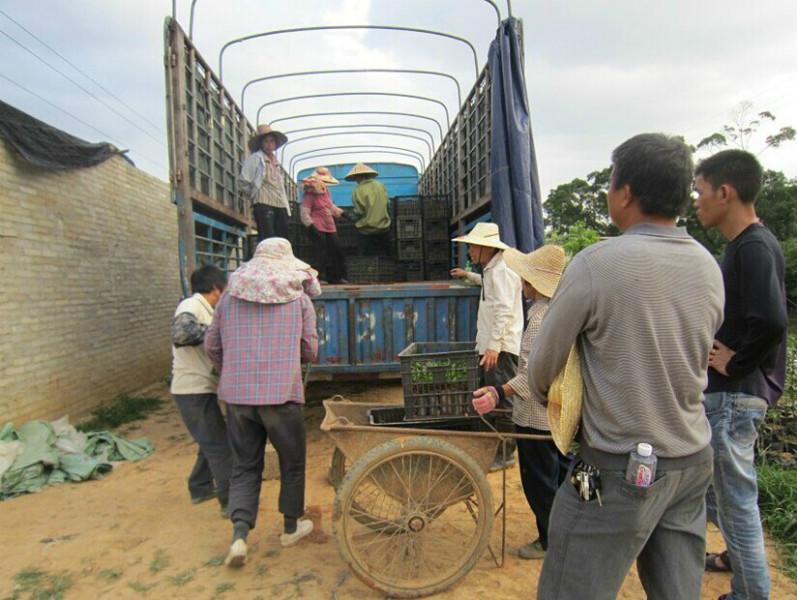 供應牛大力好好苗