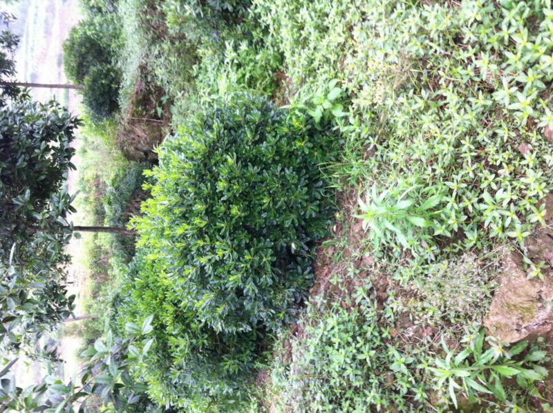 供應(yīng)重慶花卉苗木批發(fā)基地出售海桐球