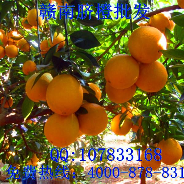 供應(yīng)紅肉臍橙果樹苗 血橙苗 臍橙樹苗