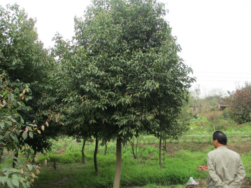 供应重庆栀子花