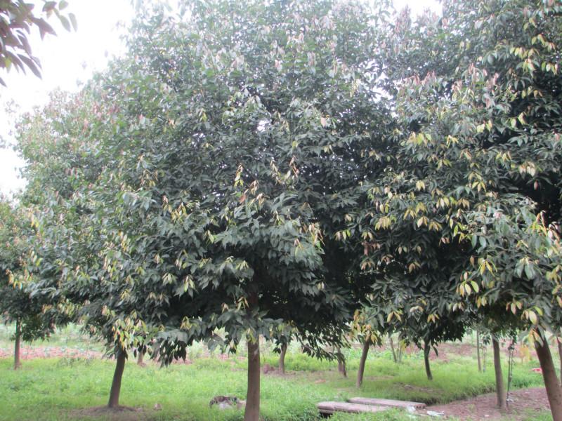 供應(yīng)重慶花卉苗木基地出售紫薇