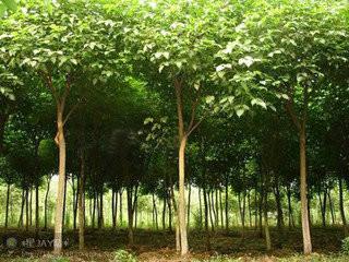 秋楓供應(yīng)商電話圖片