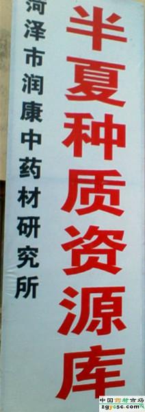 供應旱半夏種植