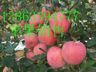 供應山東紅富士產(chǎn)地紅富士價格