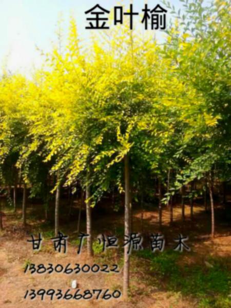 供應2015年金葉榆供應金葉榆金葉榆價格高接金葉榆