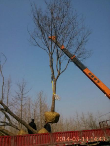 供應(yīng)15-20-25公分國槐電話15069981186