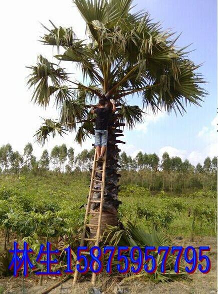 供應(yīng)扇葉糖棕，湛江扇葉糖棕種植園，扇葉糖棕用途