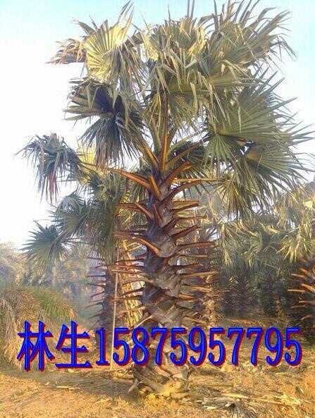 供應(yīng)扇葉糖棕，湛江扇葉糖棕種植園，扇葉糖棕用途