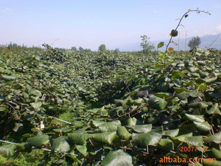 供應(yīng)河南紅心獼猴桃苗木，河南獼猴桃苗價格信息，河南獼猴桃苗批發(fā)直銷