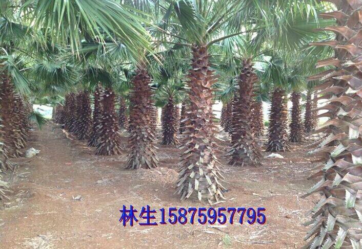 供應(yīng)用于綠化的老人葵老人葵