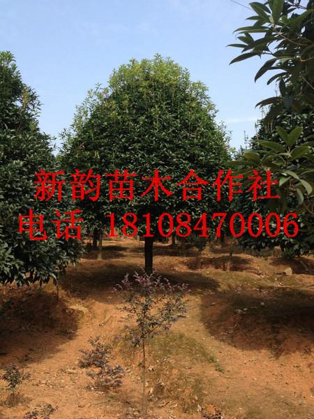 湖南桂花長期供應(yīng)@湖南桂花種植基地@湖南桂花供應(yīng)@湖南桂花多少錢