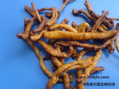 河南莱尔茵厂家远志酸98价格图片