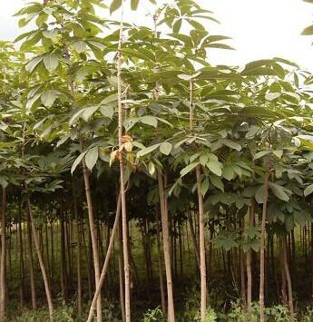 供應(yīng)七葉樹2-10公分