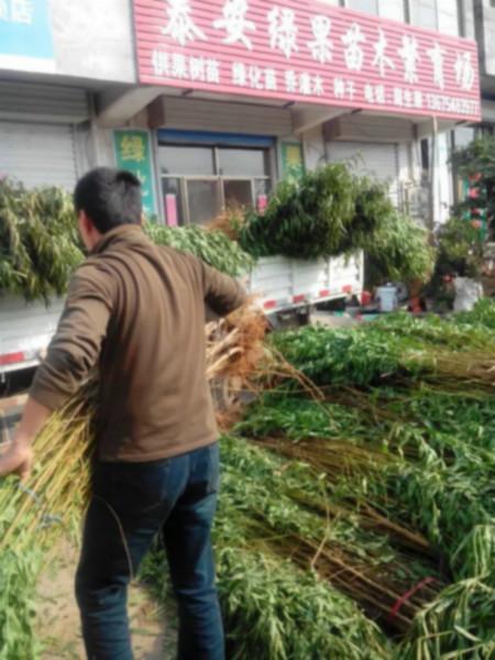 供應(yīng)本圃有大量桃苗紅葉碧桃榆葉梅無中介13675483977 本圃有大量 桃苗 紅葉碧桃 批發(fā)