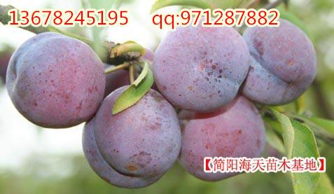 脆紅李子苗品種 四川李子苗品種