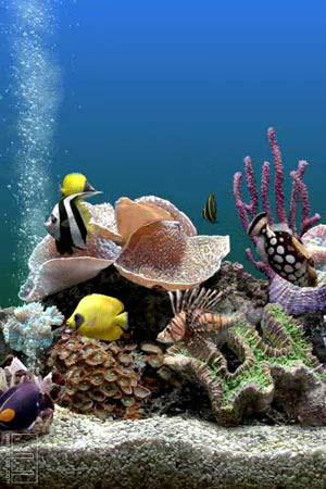 供應(yīng)羅湖區(qū)海鮮池設(shè)計(jì)定做南山區(qū)海鮮池