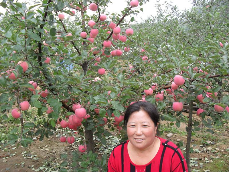 供應早期富士，，新紅將軍蘋果苗新紅將軍接穗，新紅將軍枝條