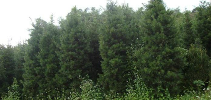 羅漢松苗圖片/羅漢松苗樣板圖 (3)