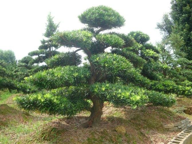 湖南羅漢松盆景圖片