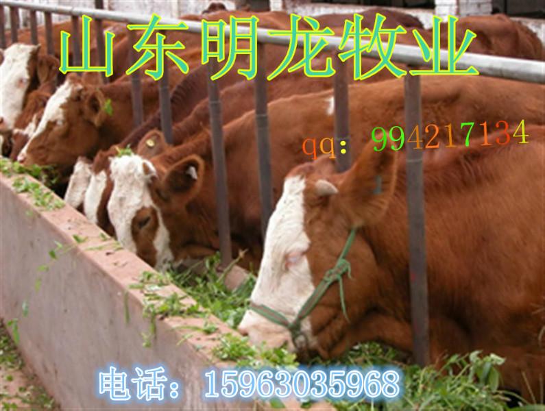 供應(yīng)肉牛價(jià)格行情肉牛犢多少錢一頭？