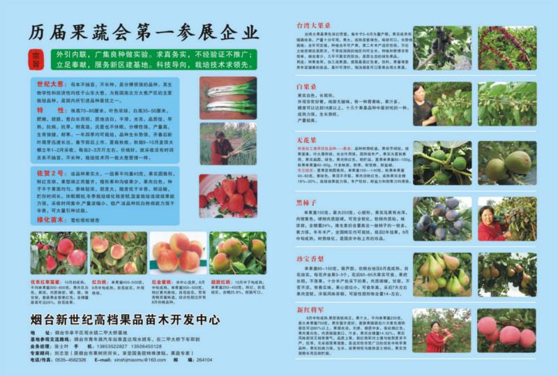 供應(yīng)無花果苗，青皮無花果苗，布蘭瑞克無花果苗，帶分支當(dāng)年結(jié)果無花果樹