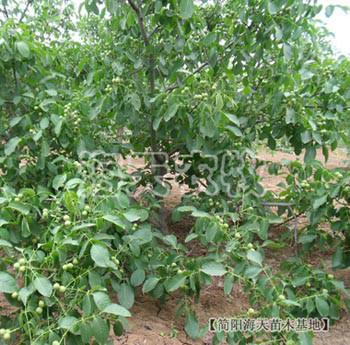 核桃苗價格圖片