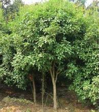 供應(yīng)煙臺(tái)重陽(yáng)木-煙臺(tái)重陽(yáng)木批發(fā)價(jià)-煙臺(tái)重陽(yáng)木報(bào)價(jià)