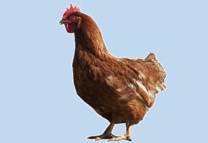 供應(yīng)青年雞.青年蛋雞.海蘭褐蛋雞