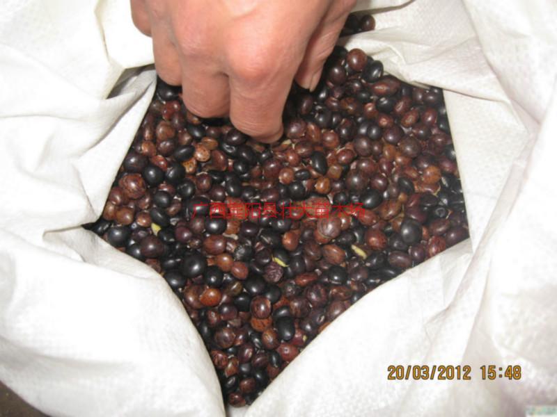 供應(yīng)牛大力優(yōu)質(zhì)種子_牛大力優(yōu)質(zhì)種子價(jià)錢(qián)_牛大力優(yōu)質(zhì)種子價(jià)格_牛大力種子