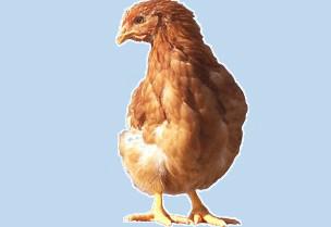 供應今日蛋雞行情