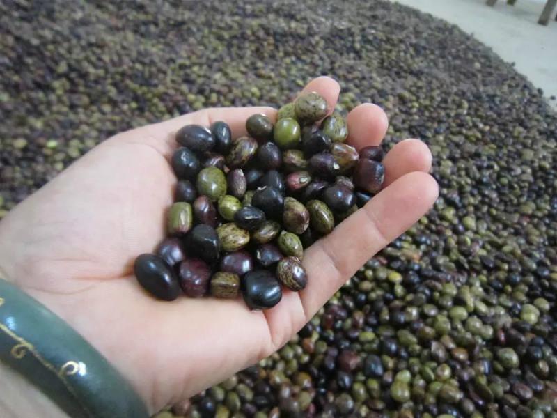 供應(yīng)優(yōu)質(zhì)牛大力種子